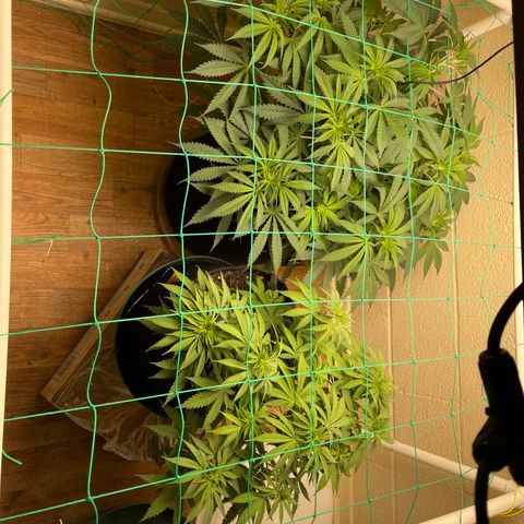 Cheese growlog timeline photo