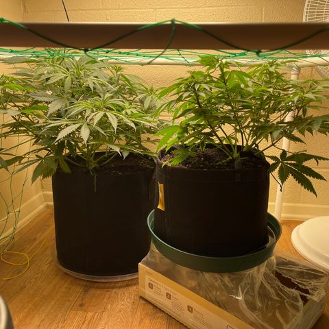 Cheese growlog timeline photo