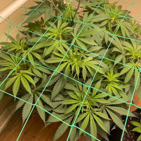 Cheese growlog timeline photo