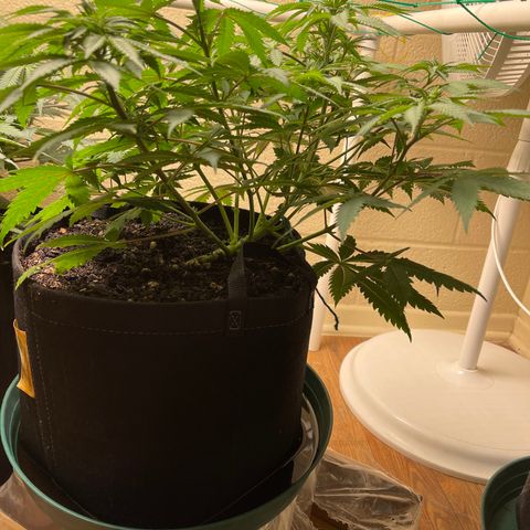Cheese growlog timeline photo