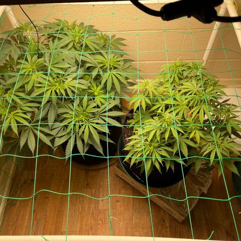 Cheese growlog timeline photo