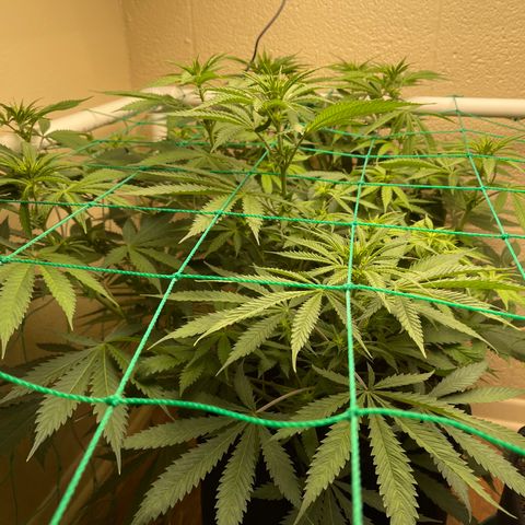 Cheese growlog timeline photo
