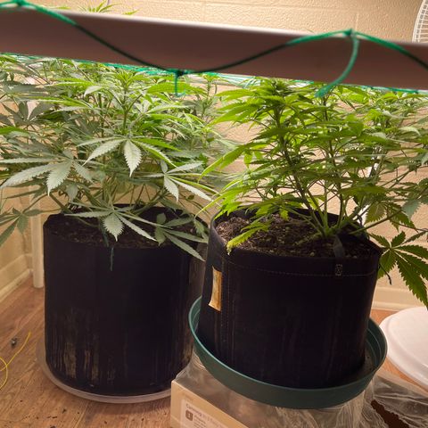 Cheese growlog timeline photo