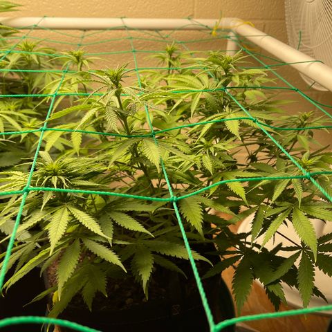 Cheese growlog timeline photo