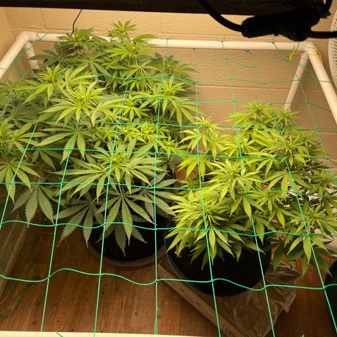 Cheese growlog timeline photo