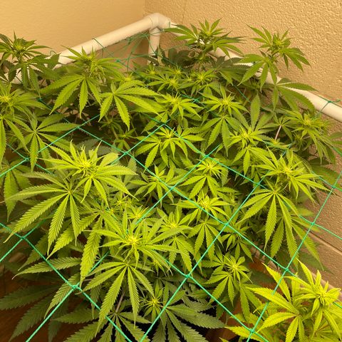 Cheese growlog timeline photo