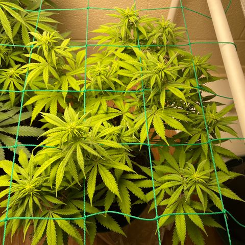 Cheese growlog timeline photo