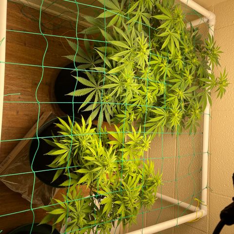 Cheese growlog timeline photo
