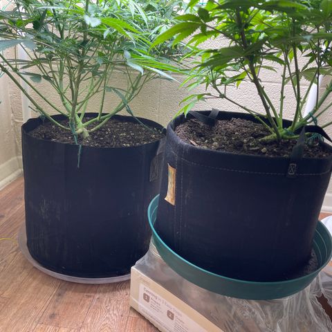 Cheese growlog timeline photo