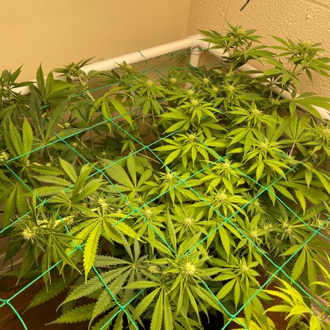 Cheese growlog timeline photo
