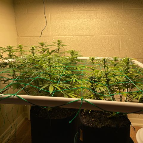 Cheese growlog timeline photo