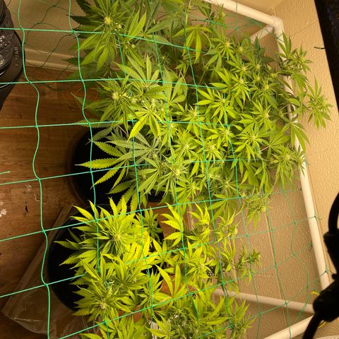 Cheese growlog timeline photo