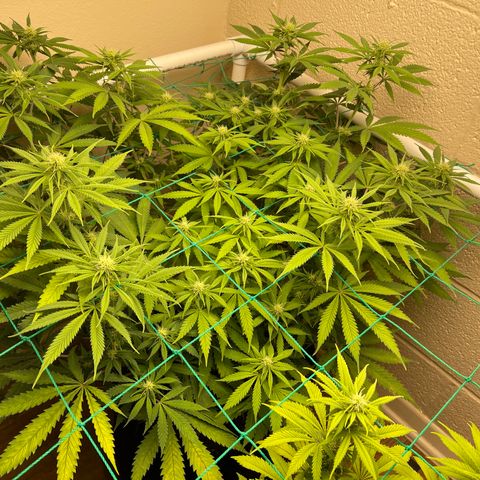 Cheese growlog timeline photo
