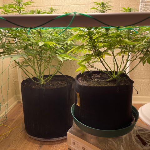 Cheese growlog timeline photo