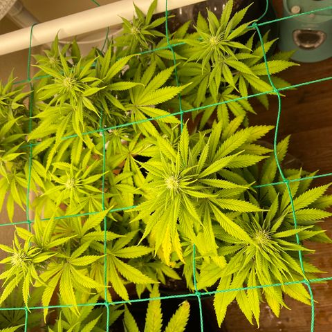 Cheese growlog timeline photo