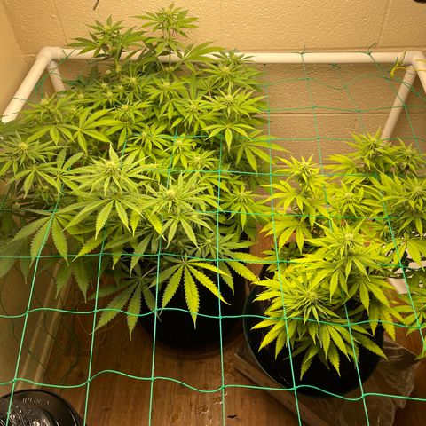Cheese growlog timeline photo