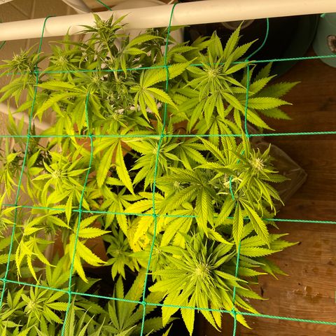 Cheese growlog timeline photo
