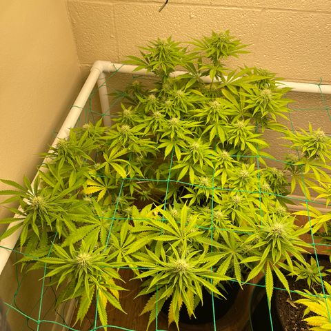 Cheese growlog timeline photo