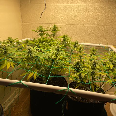Cheese growlog timeline photo