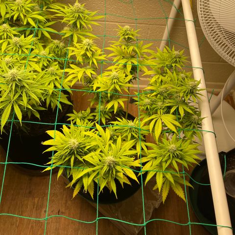 Cheese growlog timeline photo