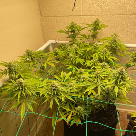 Cheese growlog timeline photo