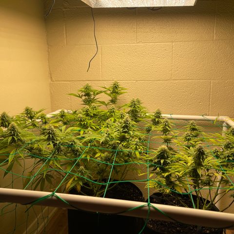 Cheese growlog timeline photo