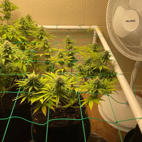 Cheese growlog timeline photo