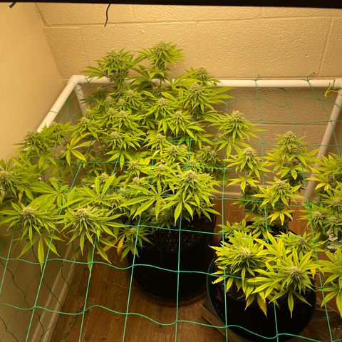 Cheese growlog timeline photo