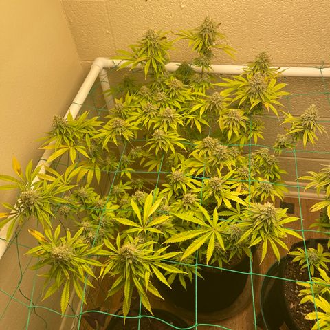 Cheese growlog timeline photo