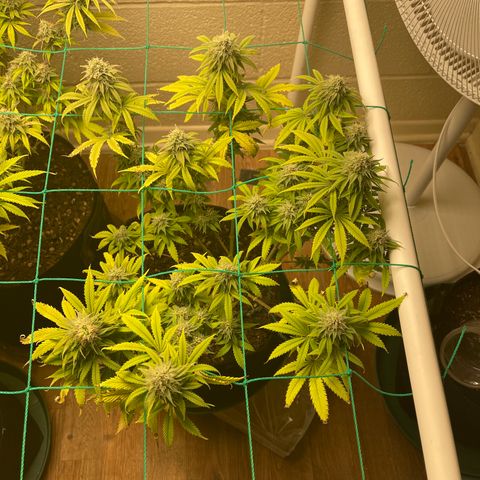 Cheese growlog timeline photo