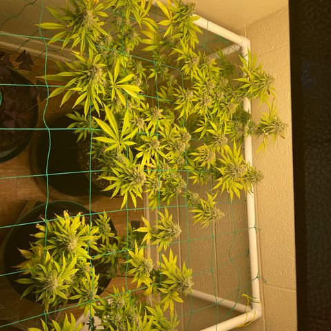 Cheese growlog timeline photo