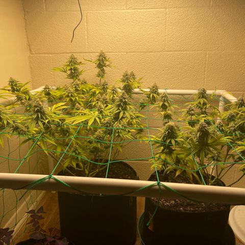 Cheese growlog timeline photo
