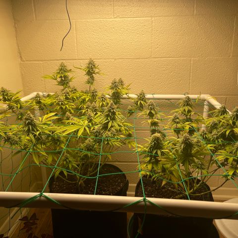Cheese growlog timeline photo