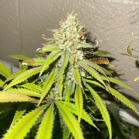 Cheese growlog timeline photo