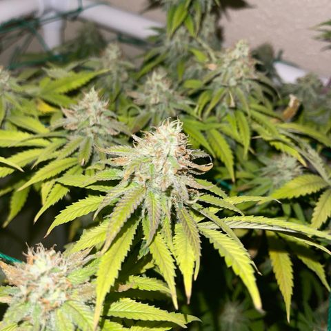 Cheese growlog timeline photo