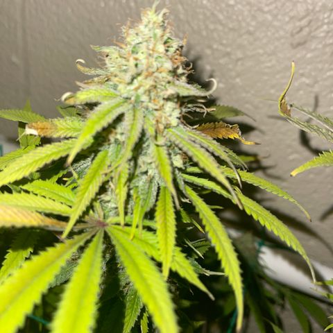 Cheese growlog timeline photo