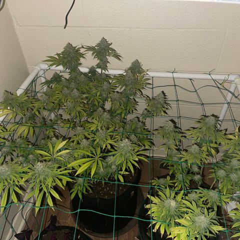 Cheese growlog timeline photo