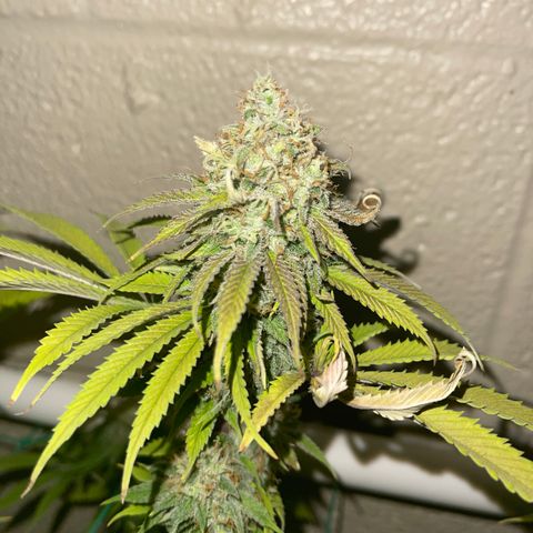 Cheese growlog timeline photo