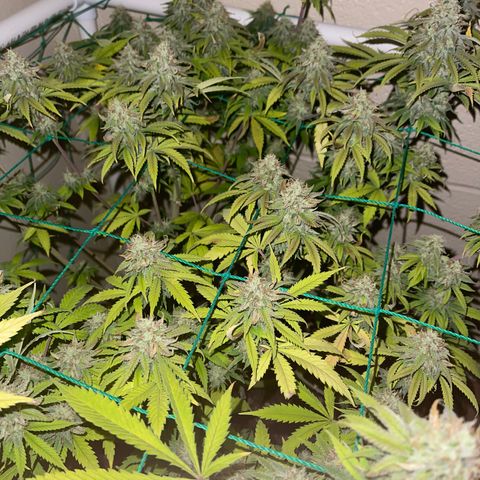 Cheese growlog timeline photo