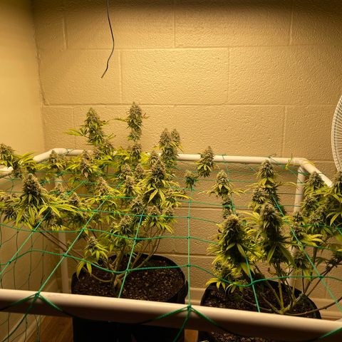 Cheese growlog timeline photo