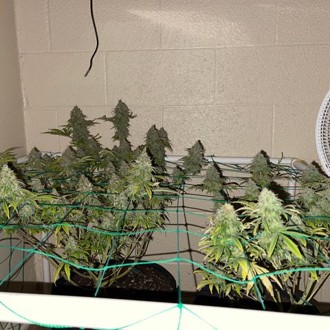 Cheese growlog timeline photo
