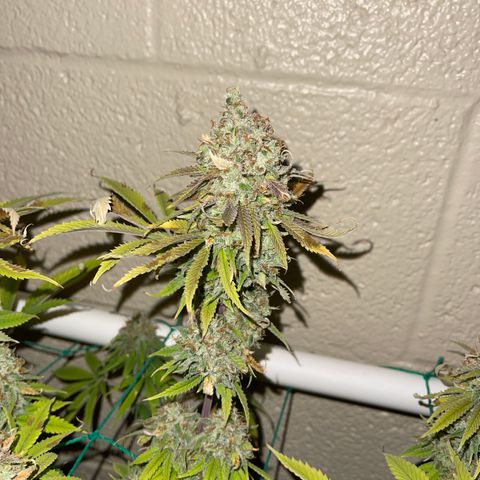 Cheese growlog timeline photo