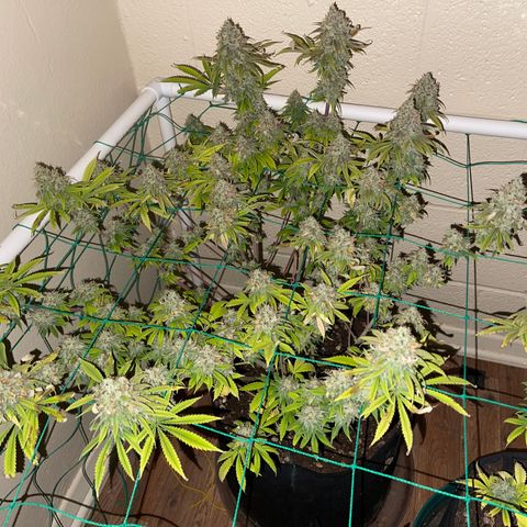 Cheese growlog timeline photo