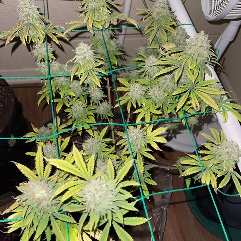 Cheese growlog timeline photo