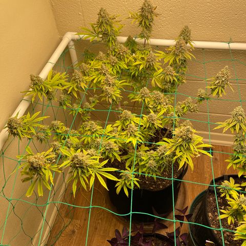 Cheese growlog timeline photo