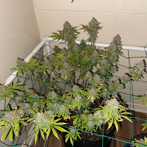 Cheese growlog timeline photo