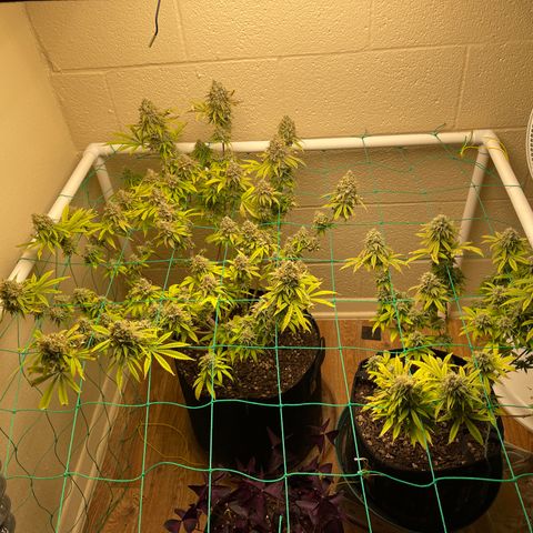 Cheese growlog timeline photo