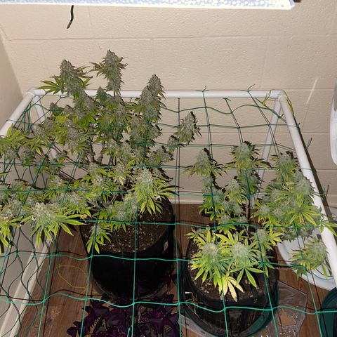 Cheese growlog timeline photo