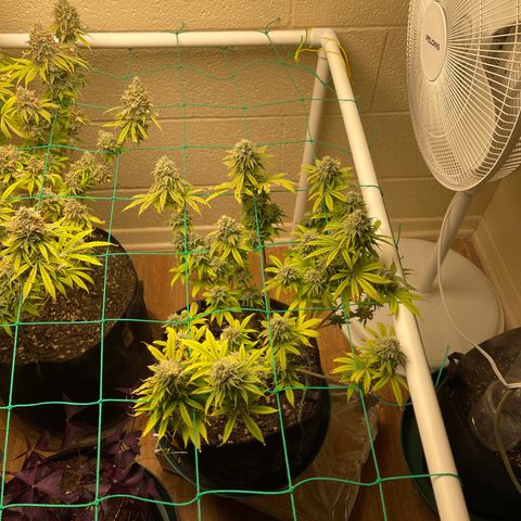 Cheese growlog timeline photo