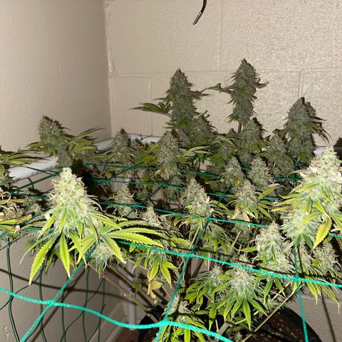Cheese growlog timeline photo